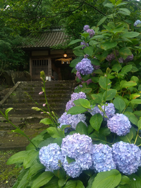 紫陽花と浄光寺