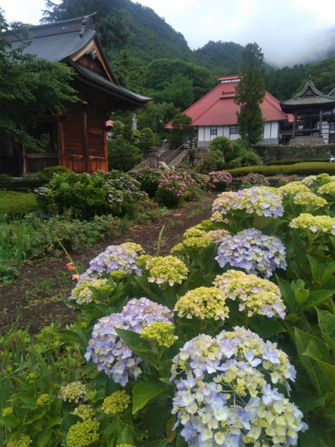 紫陽花と小布施岩松院