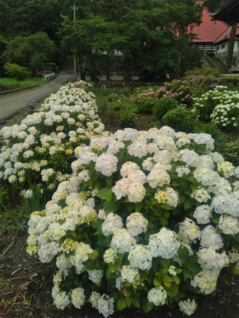 岩松院の白い紫陽花