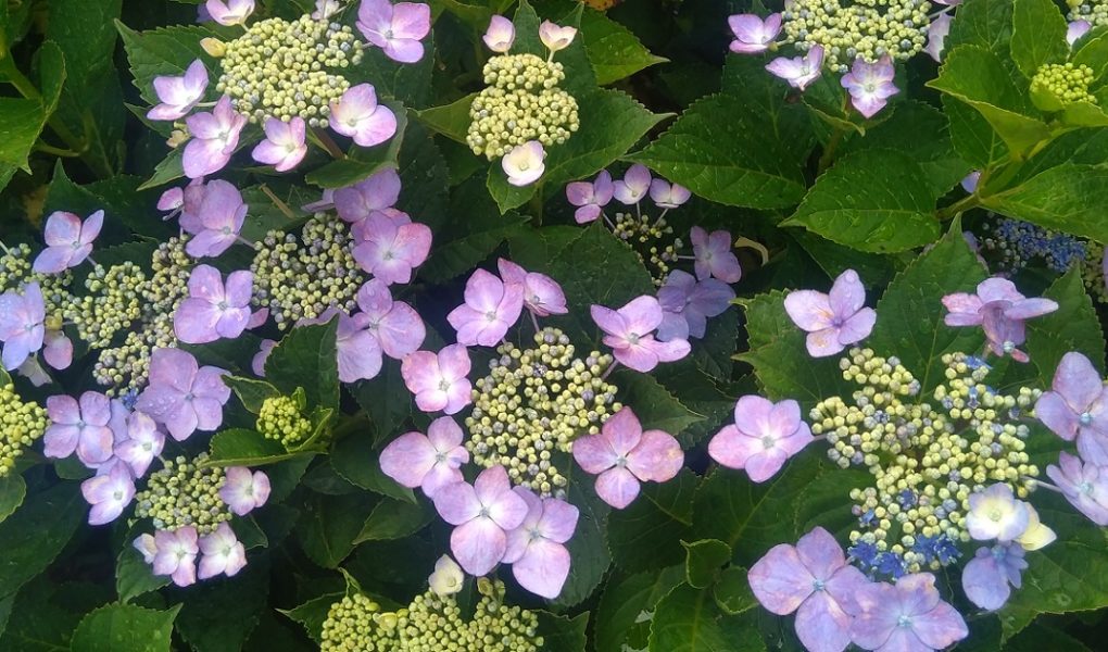 小布施ゲストハウスまあるから朝散歩 雁田山麓のお寺 紫陽花巡り編 長野小布施の宿 ゲストハウスまある