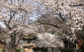 岩松院の桜