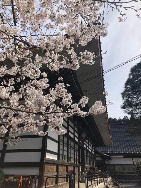 岩松院の桜