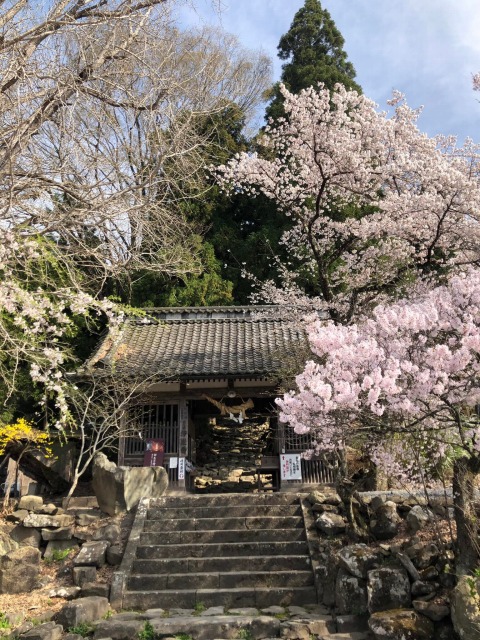 浄光寺の桜