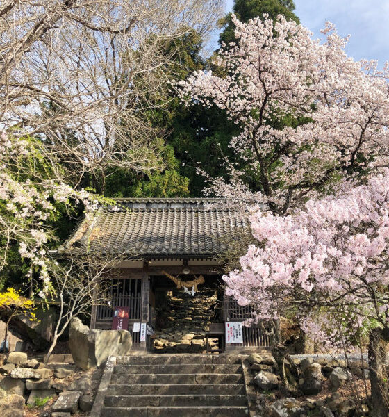 小布施浄光寺の桜