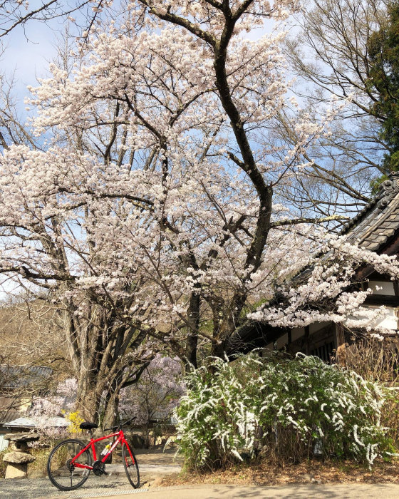 小布施浄光寺の桜